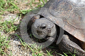 Gopher tortoise portrait