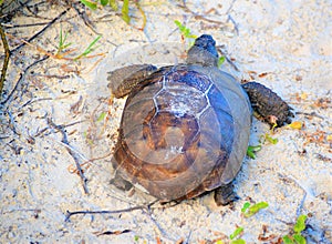 The gopher tortoise scurrys back to its tunnel in the sand dune when intruders invade