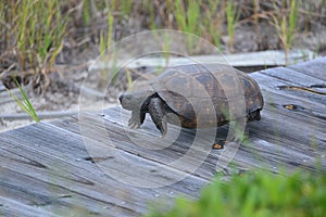 The gopher tortoise is single-minded in its drive to get to its nest along the North Florida beach boardwalk