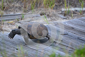 A Gopher Tortoise speedily moves toward its nest using a beach walkway made of wood