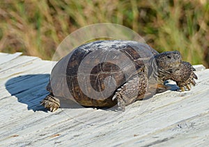 The gopher tortoise takes a brief rest on its journey along the beach boardwalk