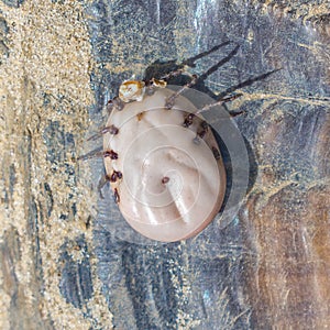 Gopher tortoise tick - Amblyomma tuberculatum - bottom ventral view