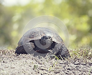 Gopher Tortoise walking