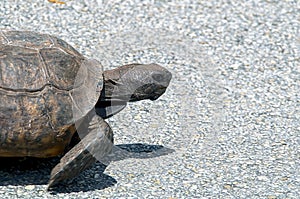 Gopher tortoise walking