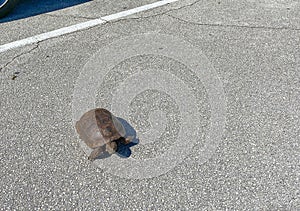 A gopher tortoise walking in a parking lot