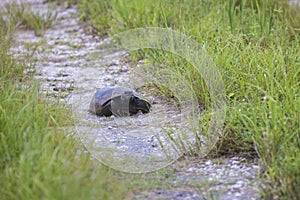 Gopher Tortoise Walking On A Trail