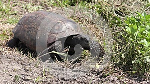 Gopher Tortoise walks in wetlands