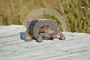 The gopher tortoise would like to persuade a passing viewer to walk the other way