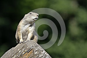 Gopher on tree stupm