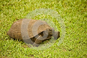 Gopher turtle.