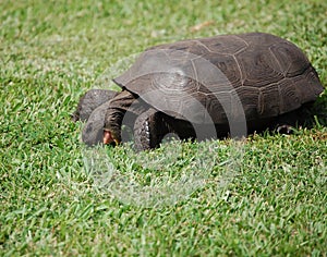 Gopher turtle.