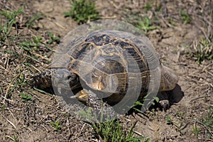 Gopher turtle in caucasus