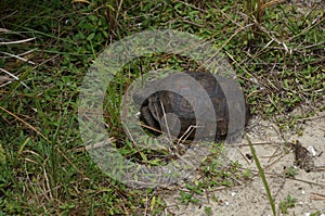 Gopher turtle in habitat