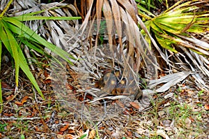 Gopher turtle in habitat
