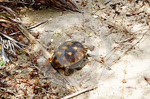 Gopher turtle in habitat