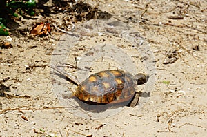 Gopher turtle in habitat