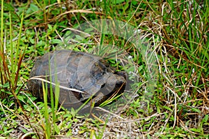 Gopher turtle in habitat
