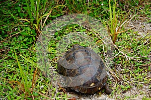 Gopher turtle in habitat