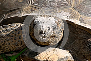 Gopher Turtle In the wild background.