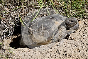 Gopher turtle in the wild Florida, USA