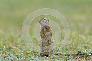 Gopher in two feet