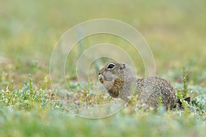 Gopher in two feet in nature.