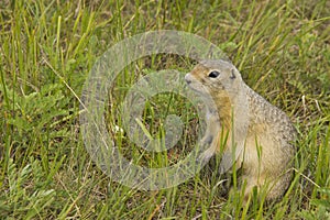 The gopher in the wild nature. The gophers climbed out of the hole on the lawn , the furry cute gophers sitting on a green meadow