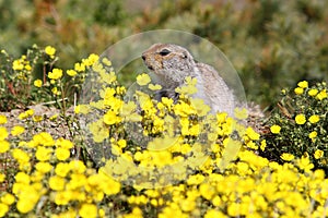 Gopher among yellow flowers. Arctic ground squirrel (Urocitellus parryii or Spermophilus parryi)