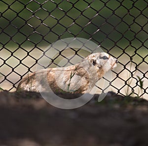 Gopher at the zoo