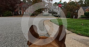 GoPro POV of French Bulldog ears as he walks