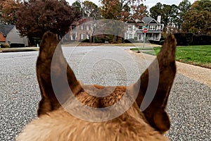 GoPro POV perspective of French Bulldog ears while walking