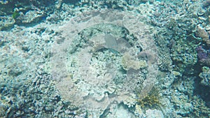 A gopro shot of a coral trout taken while snorkeling on the great barrier reef at heron island, qld