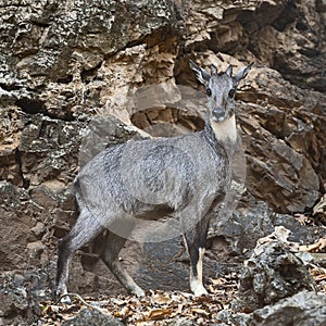 Goral Naemorhedus caudatus