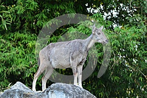 Goral standing on the rock photo