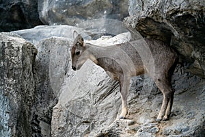 .goral standing on the rock photo
