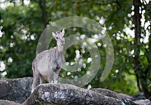 Goral standing on the rock photo