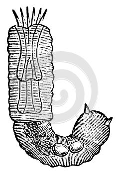 Gordian Worm, vintage illustration