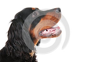 Gordon Setter