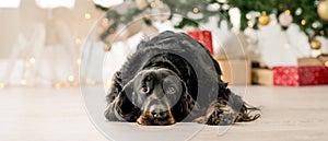 Gordon setter in Christmas time