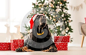 Gordon setter in Christmas time