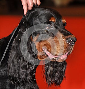 Gordon Setter dog