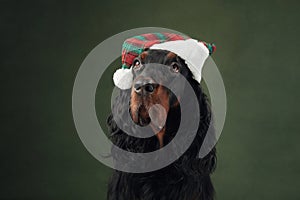 A Gordon Setter dog in festive hat, embodying the Christmas spirit.