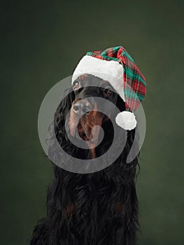 A Gordon Setter dog in festive hat, embodying the Christmas spirit.