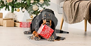 Gordon setter in Christmas time