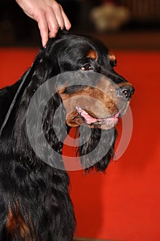 Gordon Setter dog photo