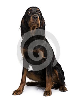 Gordon Setter dog, sitting and looking up photo