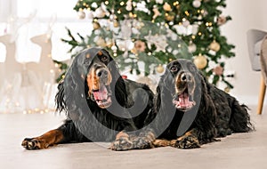 Gordon setter dogs in Christmas time