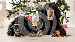 Gordon setter dogs in Christmas time