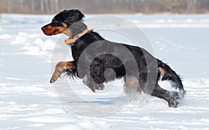 Gordon Setter enjoys Winter