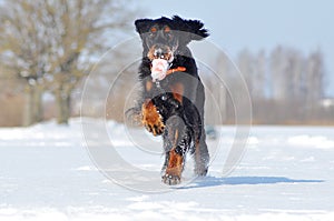 Gordon Setter enjoys Winter